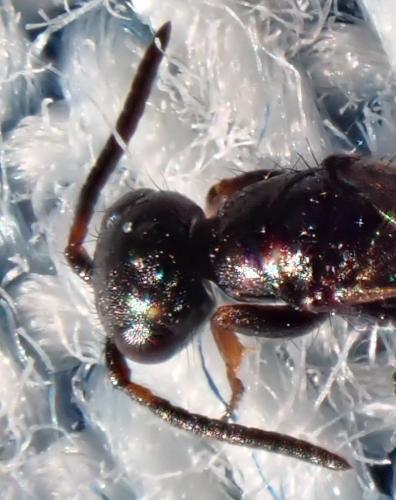 Laelius sp.